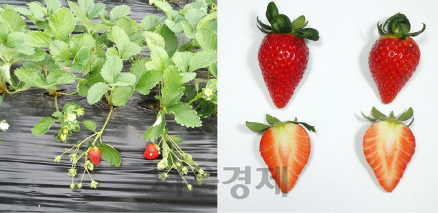 딸기 신품종 ‘홍실’ /사진제공=경남도농기원