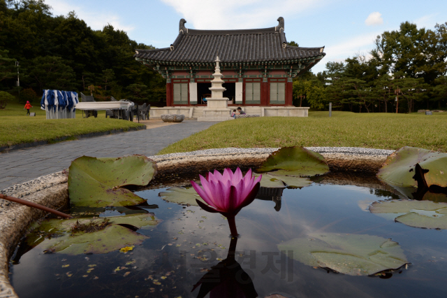 [休-문화도시 충북 청주] 홀로선 소나무 석양에 안겨 외로움 달래다