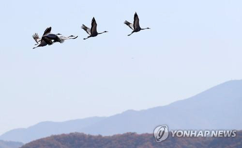 가을 하늘 비상하는 재두루미./연합뉴스