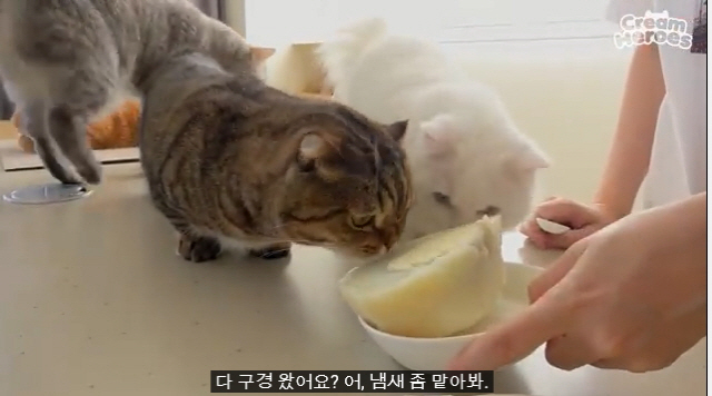 유튜버 크림히어로즈가 삶은 타조알을 고양이들에게 간식으로 주고 있다./유튜브 캡처