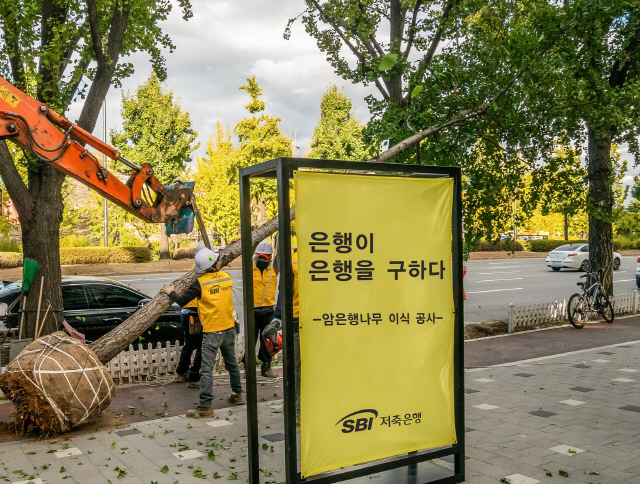 SBI저축은행의 후원으로 인부들이 서울 송파구에서 열매로 인해 악취가 풍기는 가로수 암은행나무를 매연이 많은 잠실대교 남단으로 이식하는 작업을 하고 있다. 빈자리에는 열매를 맺지 않는 수은행나무를 심었다. /사진제공=SBI저축은행