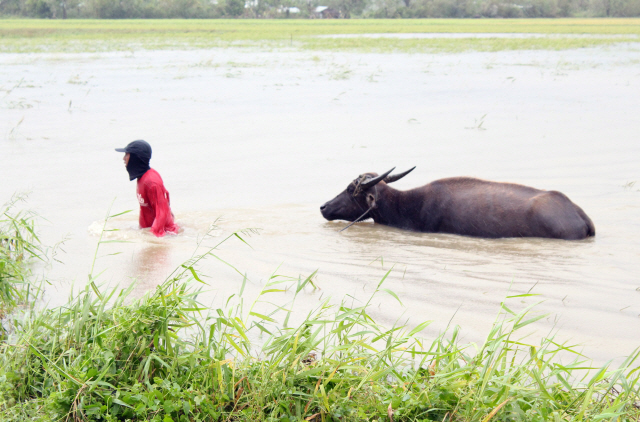 사이판을 휩쓴 태풍 ‘위투’가 필리핀에 상륙한 30일 루손 섬 아우로라 주에서 한 주민이 기르던 가축과 함께 폭우로 물이 찬 논바닥을 지나고 있다. /아우로라=EPA연합뉴스