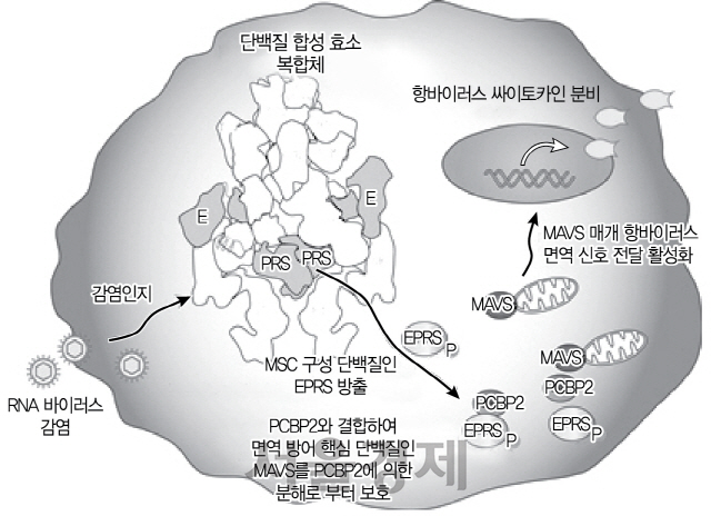 단백질 합성 효소복합체(MSC)의 항바이러스 면역 조절 기능. 바이러스 감염을 인지한 MSC는 구성 단백질인 EPRS를 방출시켜 MAVS 분해 기능이 있는 PCBP2 단백질과 결합한다. 이를 통해 MAVS 단백질을 보호하고 MAVS가 매개하는 항바이러스 면역 신호 전달 활성화를 유도하여 항바이러스 사이토카인 분비를 촉진시켜 바이러스의 증식을 억제한다. /사진=한국연구재단