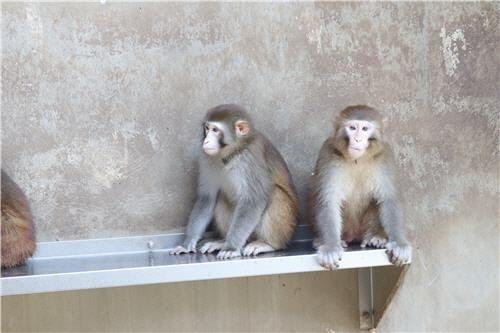 붉은털원숭이/사진제공=영장류자원지원센터