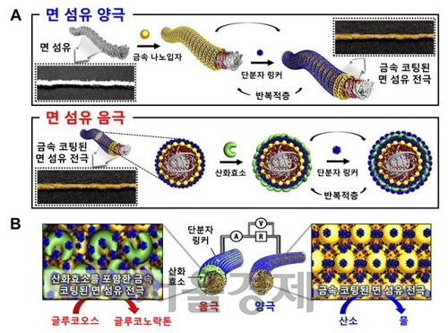 면섬유 전극 제작 방법과 생체연료전지 구성 모식도. /한국연구재단