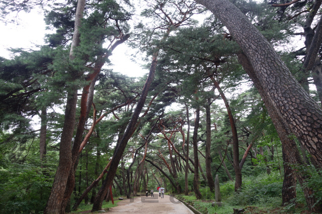 경남 양산 통도사 무풍한송길. 사진제공=산림청