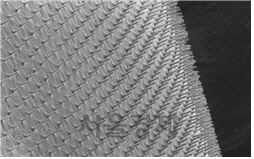실리콘 나노니들(nanoneedle)이 유연한 탄소중합체(elastomer) 패치에 집적화된 모습. /사진=한양대