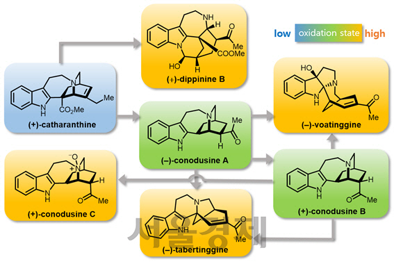 포스트이보가 알칼로이드의 합성전략 모식도.
