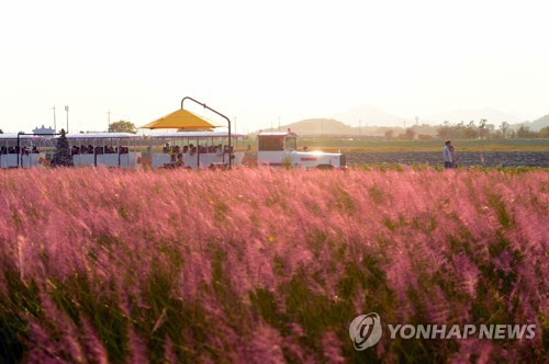 관광객들이 지난 10월 25일 전남 장성군 황룡강 노란꽃잔치 축제장에 있는 핑크뮬리 군락 주변을 거닐고 있다./전남 장성군청 제공=연합뉴스