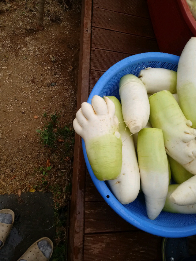 큰처남이 주말농장에서 키운 무이다. 마치 사람 발가락처럼 생겼다.