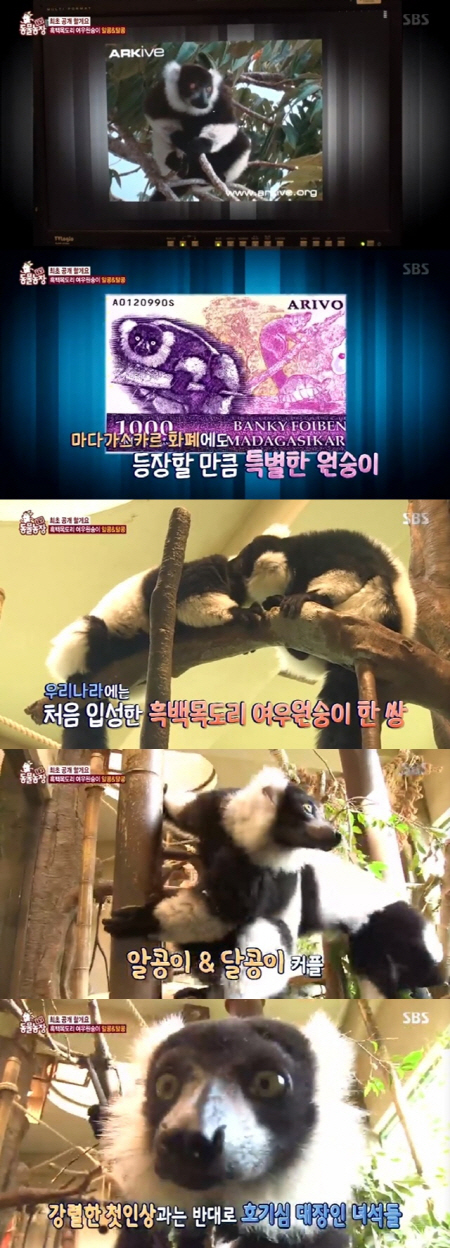 /사진=SBS ‘TV 동물농장’ 방송화면 캡처