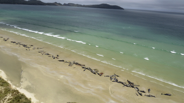 25일(현지시간) 뉴질랜드 스튜어트섬 메이슨 베이 해변에서 100마리가 넘는 들쇠고래 시체가 모래톱에 걸려 있다./스튜어트=AP연합뉴스