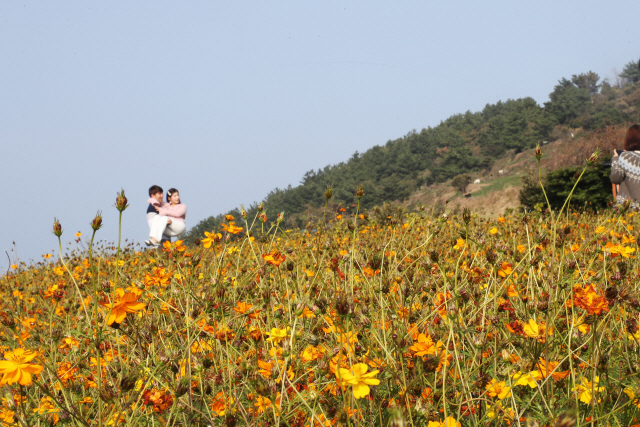 지난 25일 제주시 조천읍 함덕 서우봉 산책로에서 탐방객들이 코스모스를 배경으로 사진을 찍고 있다./연합뉴스
