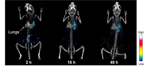 쥐에게 실험용 미세먼지 표준물질(DEP)을 기도로 투여한 뒤 시간 경과에 따라(2시간→18시간→48시간) 얻은 단일광자단층촬영 영상. 투여 후 48시간이 지났으나, 다량의 미세먼지 표준물질로 구성된 미세먼지가 폐에 남았다./한국원자력연구원 제공=연합뉴스
