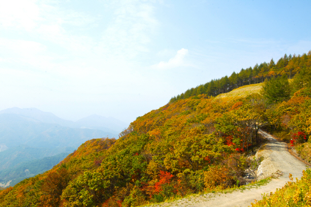 함백산 하늘 숲. 사진제공=산림청