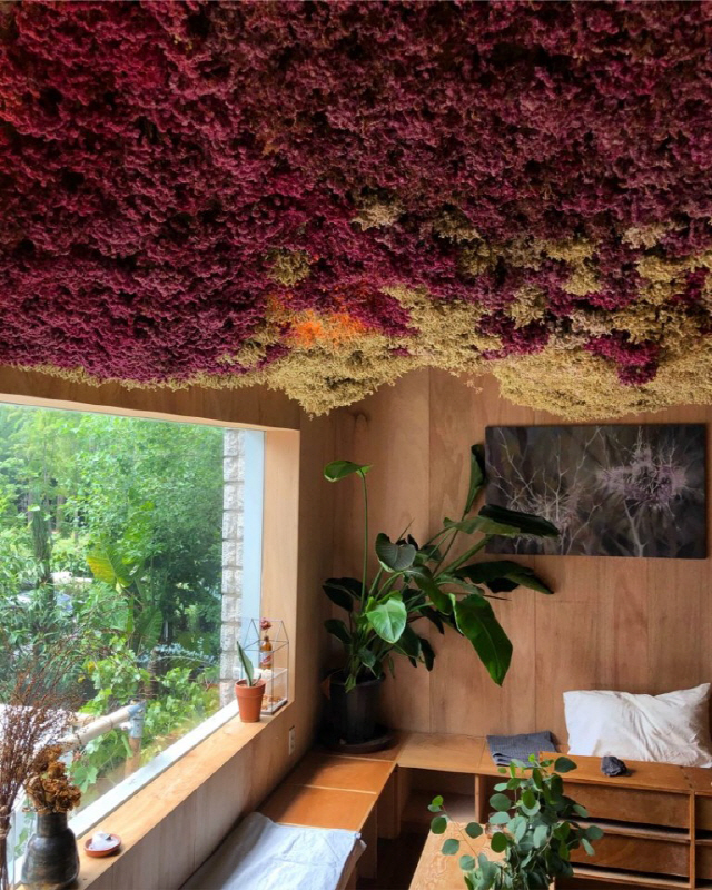 벌스하우스 ‘A-Room’은 드라이플라워를 활용한 ‘꽃구름’으로 뒤덮여있다. /사진제공=벌스하우스