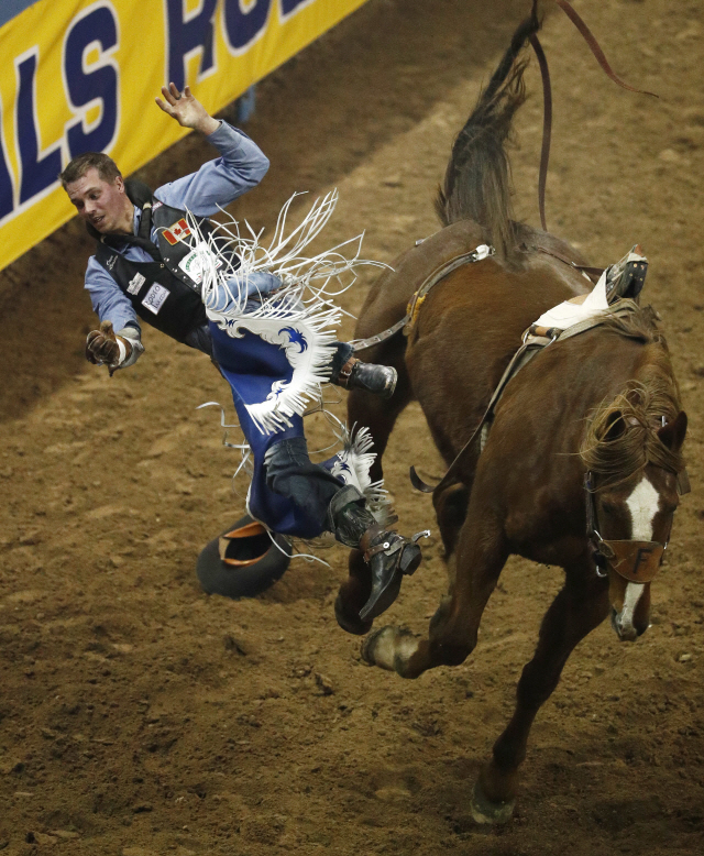 Orin Larsen, of Manitoba, Canada, is tossed off his horse after his ride in the bareback riding event during the seventh go-round of the National Finals Rodeo, Wednesday, Dec. 12, 2018, in Las Vegas. (AP Photo/John Locher)      <저작권자(c) 연합뉴스, 무단 전재-재배포 금지>
