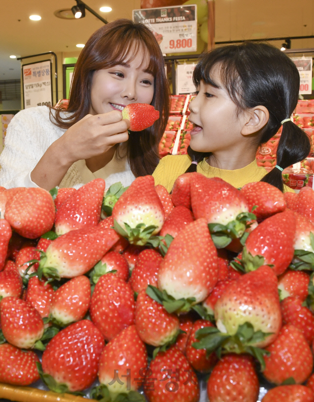 18일 오전 서울 중구 롯데마트 서울역점에서 모델들이 킹스베리 딸기를 선보이고 있다. 롯데마트는 20일부터 서울역점, 서초점 등 전국 20여 매장에서 킹스베리 딸기를 판매한다. 킹스베리는 일반 딸기에 비해 2배 이상 크며, 과육이 부드럽고 당도가 높은 것이 특징이다./송은석기자