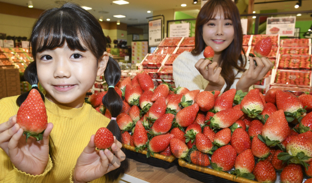 18일 오전 서울 중구 롯데마트 서울역점에서 모델들이 킹스베리 딸기를 선보이고 있다. 롯데마트는 20일부터 서울역점, 서초점 등 전국 20여 매장에서 킹스베리 딸기를 판매한다. 킹스베리는 일반 딸기에 비해 2배 이상 크며, 과육이 부드럽고 당도가 높은 것이 특징이다./송은석기자