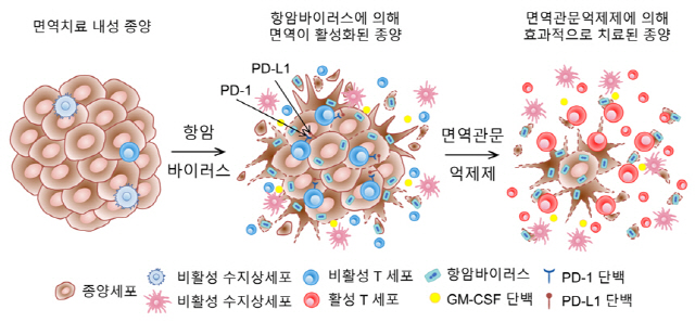 면역치료 내성 종양에 항암바이러스 치료를 하면 종양 내 T세포와 면역관문 단백질(PD-1, PD-L1)이 증가하며 면역관문억제제를 동시에 투여하면 강력한 치료 반응을 보인다. /사진제공=분당차병원