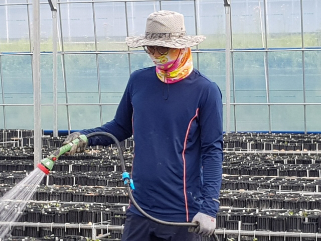 벤처기업협회 ‘농식품 벤처 창업 인턴제’에 참가한 김의수씨가 감초유통사업단의 감초 재배단지에서 물을 공급하고 있다./사진제공=김의수씨