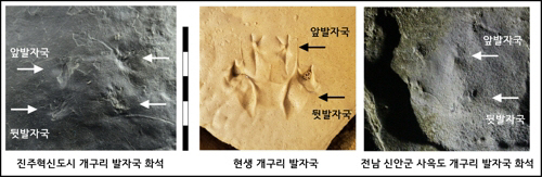 개구리 발자국 화석/진주교대 부설 한국지질유산연구소 제공