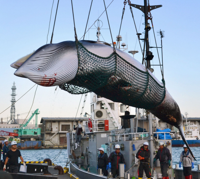 일본 홋카이도 동남부 구시로에서 밍크고래를 포획하고 있다. /AP연합뉴스