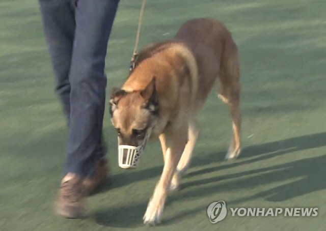 부산지법 형사10단독 장기석 판사는 아파트 이웃 주민을 물어 상처를 입힌 반려견의 주인 A(59)씨에게 벌금 70만원을 선고했다고 27일 밝혔다./연합뉴스 TV