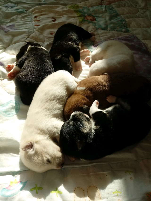 젖을 배불리 먹고 편안한 잠을 즐기는 어린 강아지들.