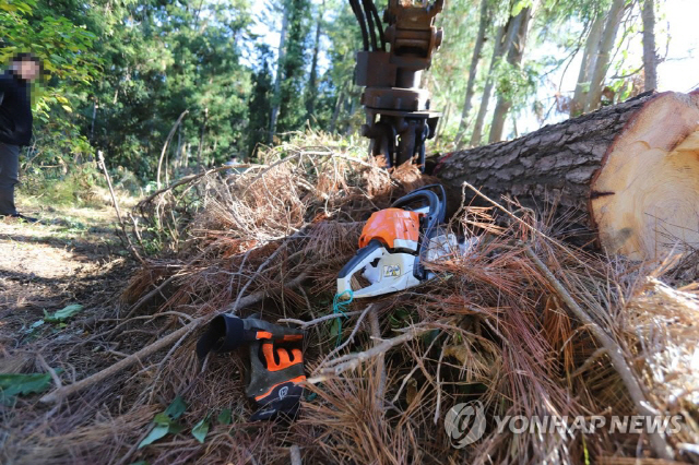 경북 성주 야산서 벌목하던 60대 남성 나무에 깔려 숨져