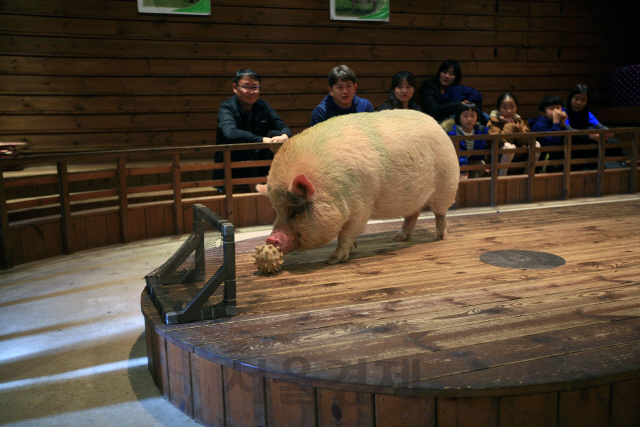 교육농장 ‘돼지 보러 오면 돼지’에서 재주를 부리는 새끼 돼지.