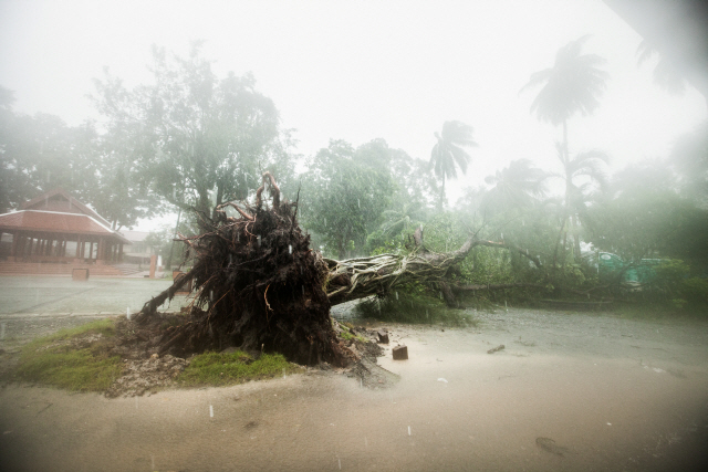 4일(현지시간) 열대성 폭풍 ‘파북’(Pabuk)이 접근 중인 태국 남부 나콘시탐마랏주에서 대형 나무 한 그루가 뿌리째 뽑힌 채 쓰러져 있다. /로이터 연합뉴스