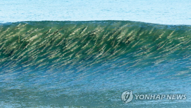 8일 강원 강릉시의 한 해변에 숭어 떼가 나타나 눈길을 끌고 있다./연합뉴스