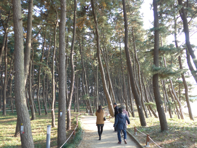 장항 스카이워크 바로 밑에 있는 소나무 숲길을 찾은 방문객들이 산책로를 걷고 있다.