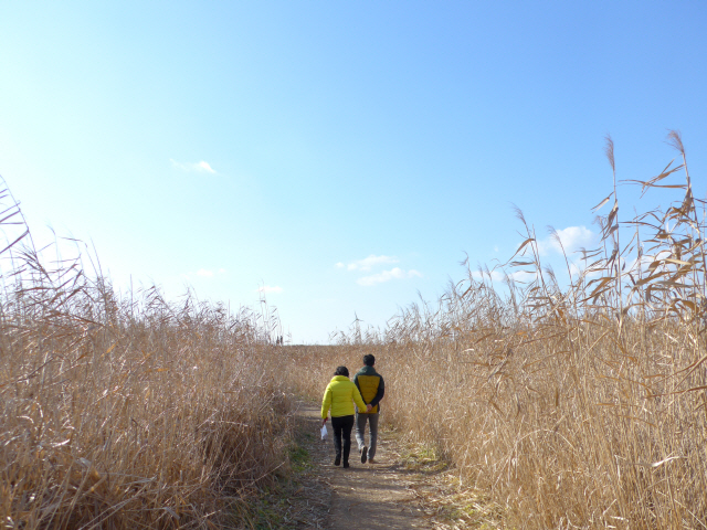 ‘신성리 갈대밭’을 찾은 여행객들이 경치를 감상하며 산책로를 걷고 있다.