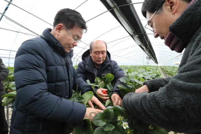 김경규(왼쪽) 농촌진흥청장이 10일 금산군 딸기 재배 농가를 방문해 양정순 금산군딸기연구회장과 재배 현황 등에 대한 이야기를 나누고 있다. /사진제공=농촌진흥청