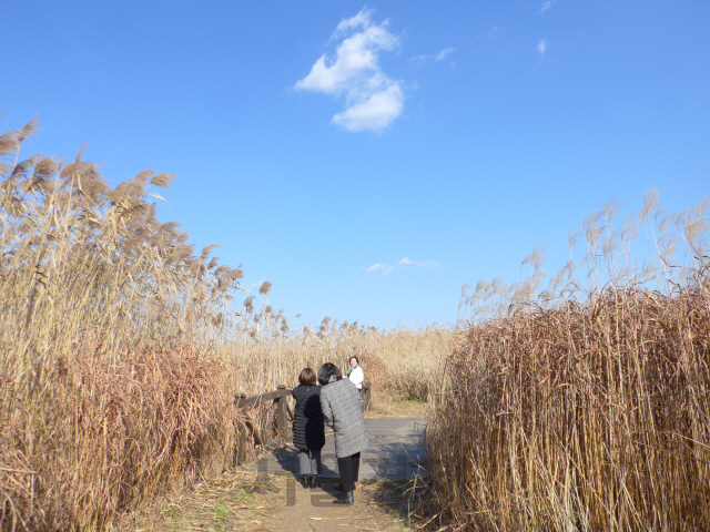 ‘신성리 갈대밭’을 찾은 여행객들이 환한 햇살 아래 사진을 찍고 있다.