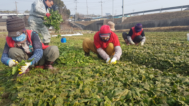 한겨울 노지에서 쑥쑥 자라는 시금치 수확         (남해=연합뉴스) 최병길 기자 = 16일 경남 남해군 고현면 도마리 들녘에서 농민들이 싱싱한 시금치를 수확하고 있다. 2019.1.16       choi21@yna.co.kr  (끝)      <저작권자(c) 연합뉴스, 무단 전재-재배포 금지>