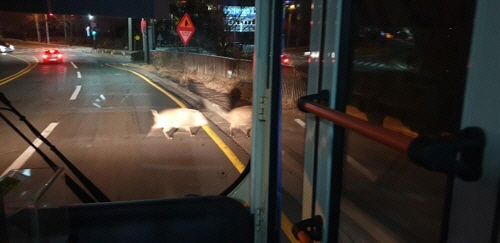 17일 밤 경북 포항시 남구 대이동 도로에 멧돼지 2마리가 돌아다니고 있다./연합뉴스