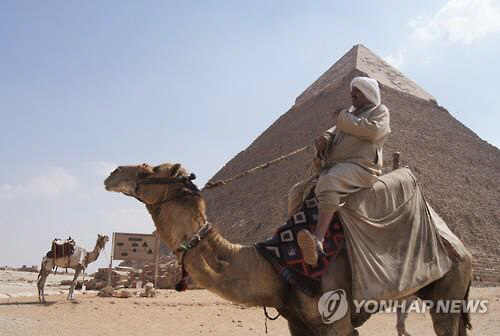 이집트 피라미드 유적지에 있는 낙타들/연합뉴스