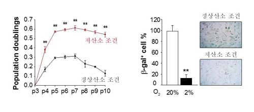 저산소 배양에 의한 모유두세포 증식 증가와 노화 방지 효과.  /자료=한국연구재단