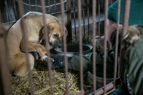 HIS 활동가가 홍성 식용견 농장에게 개를 구조하고 있다./HIS 제공