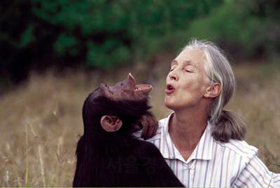 침팬지와 함께 있는 제인 구달(오른쪽) 박사