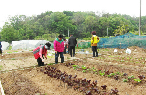 서울 구로구 궁동에 있는 주말농장에서 주민들이 채소를 가꾸고 있다. /사진제공=구로구