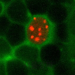 신경세포 활동성(녹색)과 염색체 활동성(빨간색) 영상 캡쳐. /David Zada, 바르일란대학교