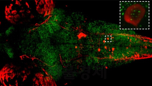 단일 신경세포(흰색 점선 안 빨간색)내 염색체 활동성(녹색)영상 캡쳐. /David Zada, 바르일란대
