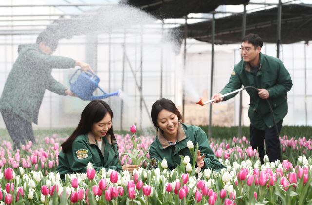 에버랜드 직원들이 6일 경기도 용인시 테마파크 내 초화지소에서 튤립 축제를 앞두고 피어나기 시작한 꽃을 살펴보고 있다. /용인=연합뉴스