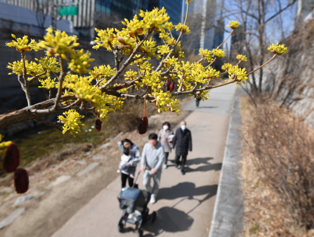 8일 봄을 알리는 산수유가 활짝 핀 서울 청계천에서 시민들이 간만에 미세먼지가 없는 화창한 봄 날씨를 즐기고 있다.       /성형주기자