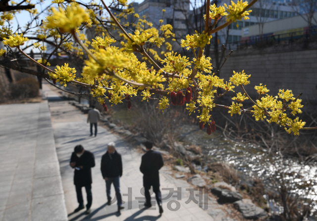 8일 서울 청계천에 봄을 알리는 산수유가 활짝 피어 있다./성형주기자 2019.03.08