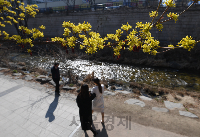 8일 서울 청계천에 봄을 알리는 산수유가 활짝 피어 있다./성형주기자 2019.03.08